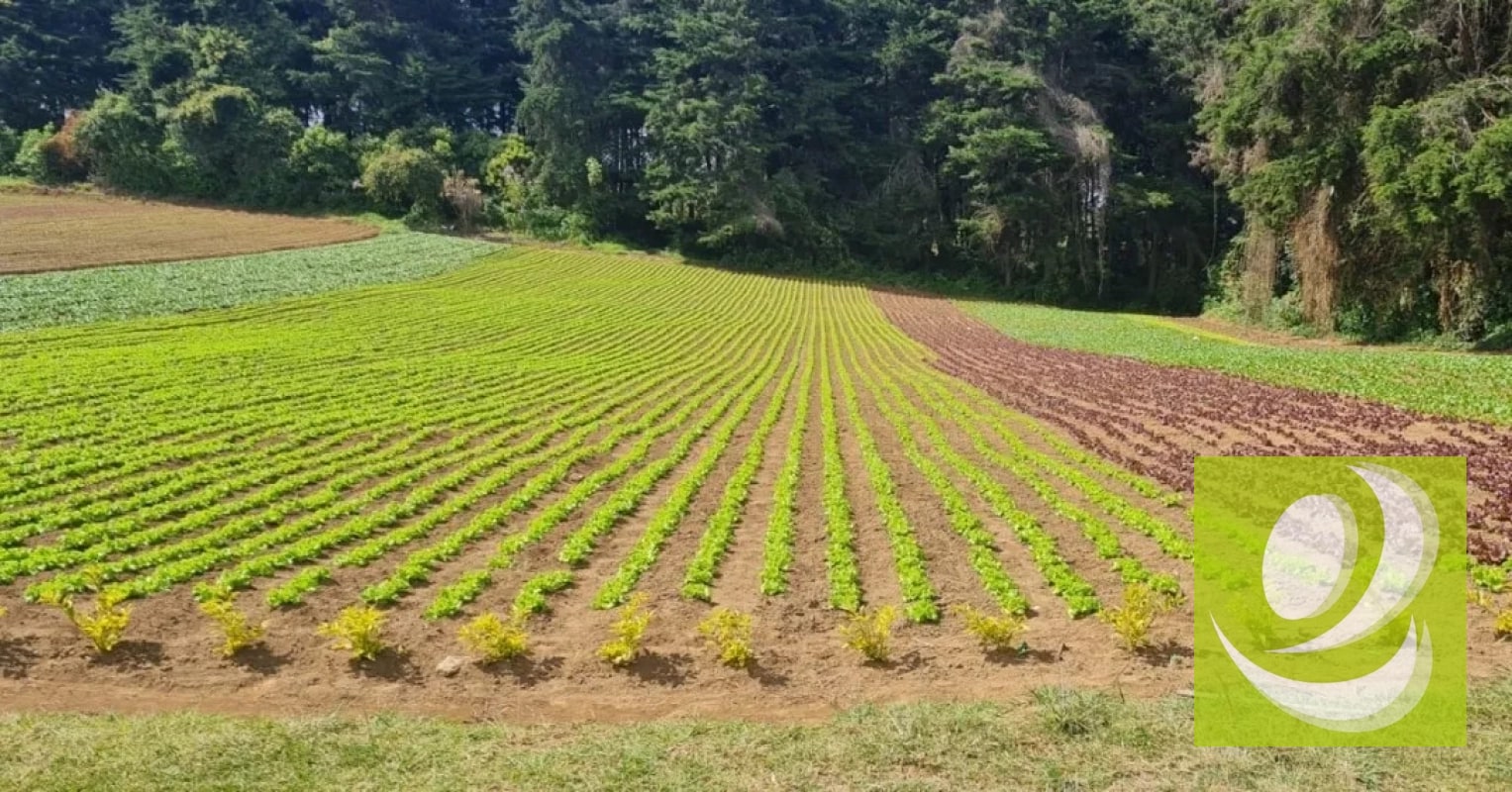 Terreno en Venta en Santo Tomas Milpas Altas, Sacatepéquez - 7
