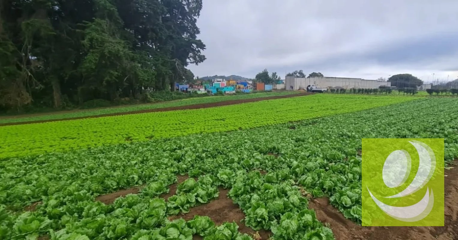 Terreno en Venta en Santo Tomas Milpas Altas, Sacatepéquez - 4