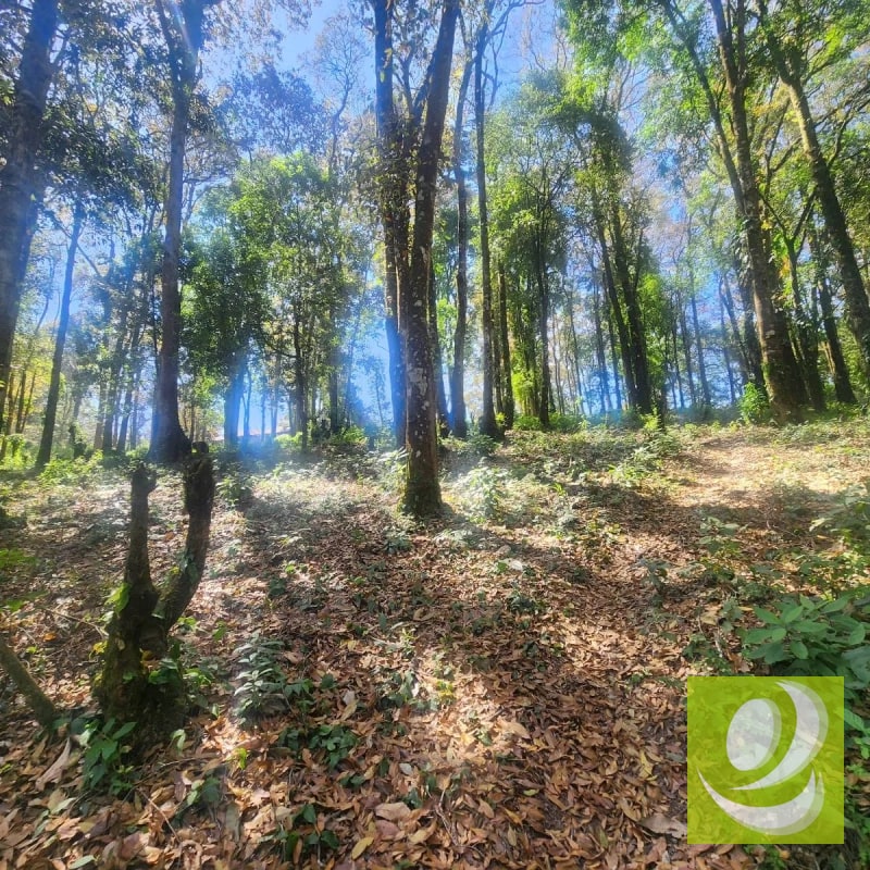 VENDO TERRENO RESIDENCIAL EN BOSQUE VIVO MIXCO - 3