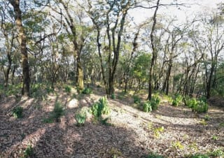 Terreno en Venta en El Encinal Zona 7 Mixco — Terreno en Venta en Zona 7 Mixco, Guatemala, Ciudad — miniatura 11 de 13