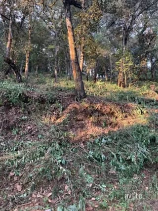 El Encinal, tronco 10.   Terreno de 4,460 varas en venta Q900,000 más impuestos, negociable — Terreno en Venta en El Encinal, Zona 7 Mixco, Guatemala, Ciudad — miniatura 2 de 9