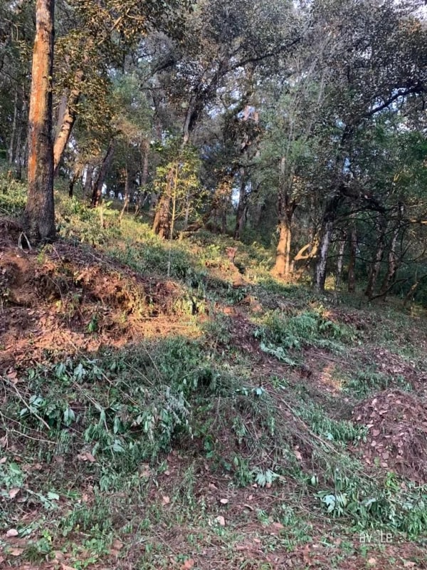 El Encinal, tronco 10.   Terreno de 4,460 varas en venta Q900,000 más impuestos, negociable - 2