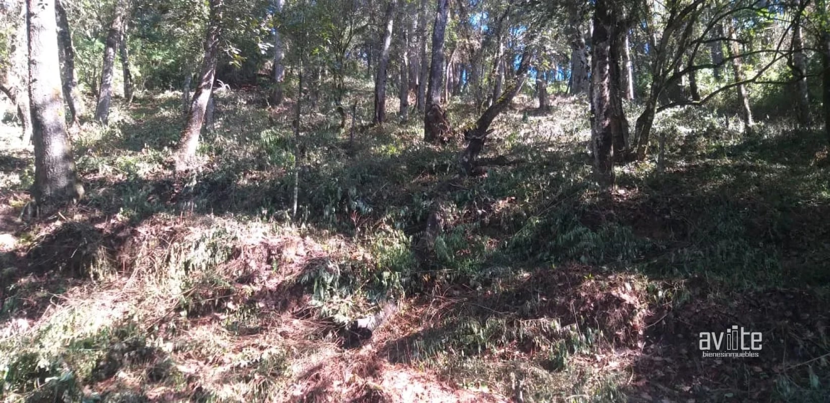 El Encinal, tronco 10.   Terreno de 4,460 varas en venta Q900,000 más impuestos, negociable - 4