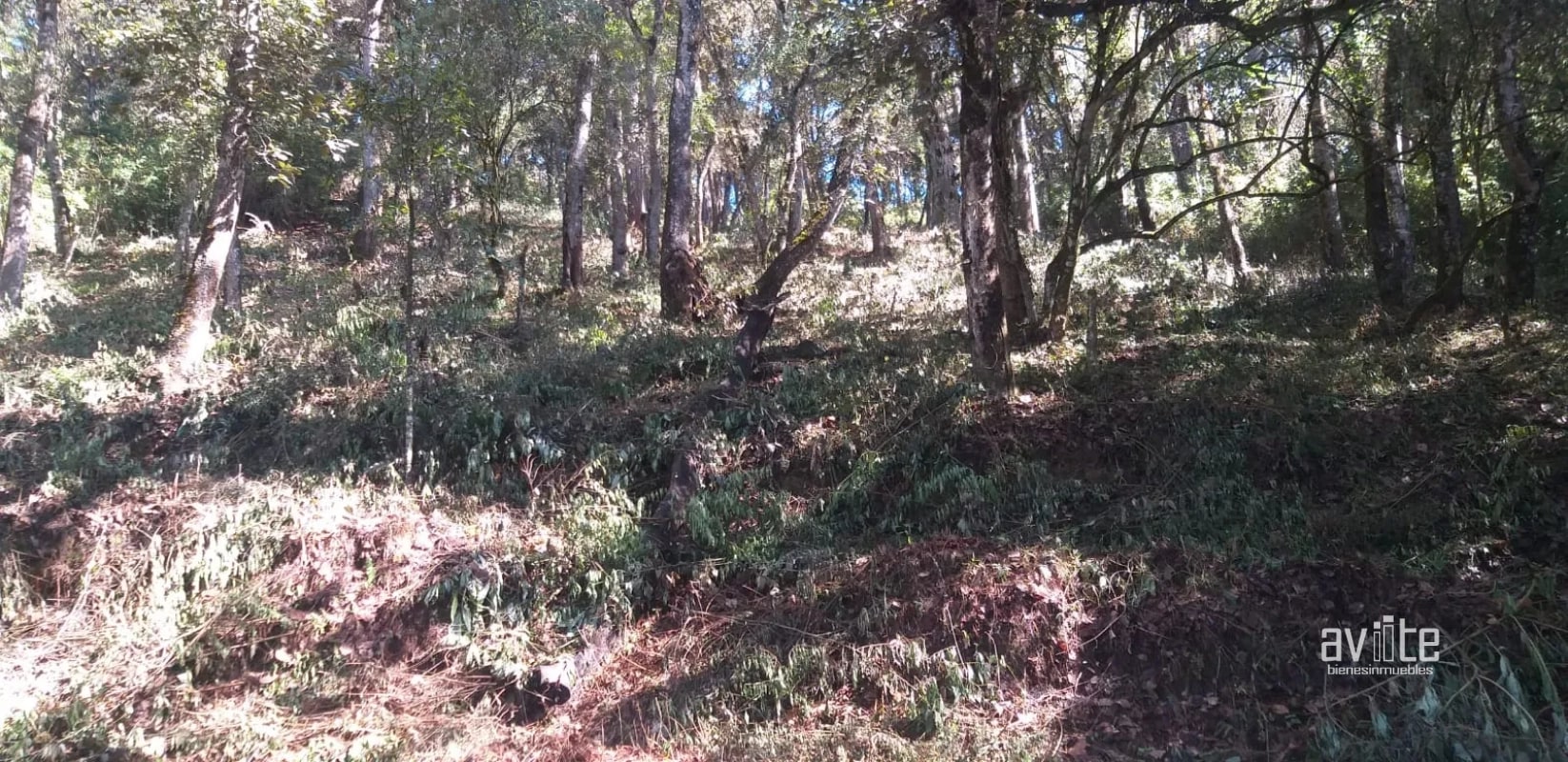 El Encinal, tronco 10.   Terreno de 4,460 varas en venta Q900,000 más impuestos, negociable - 5