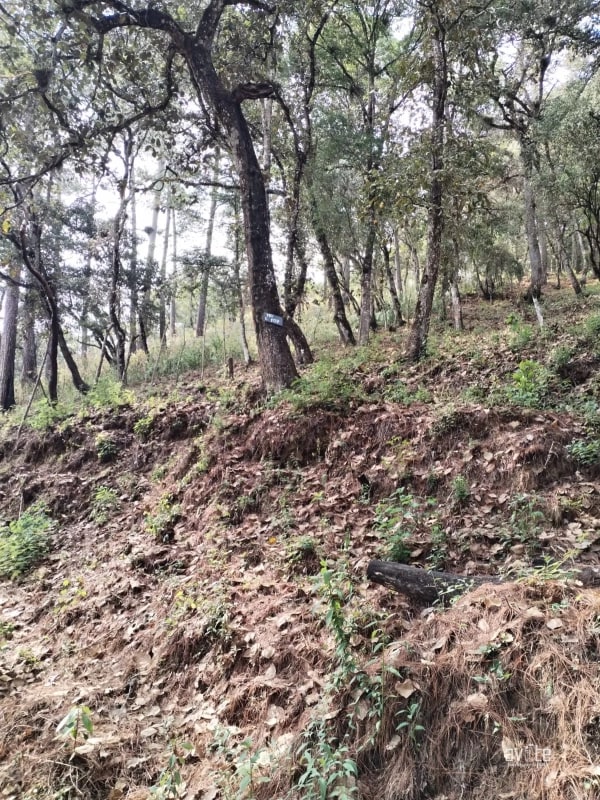 El Encinal, tronco 10.   Terreno de 4,460 varas en venta Q900,000 más impuestos, negociable - 9
