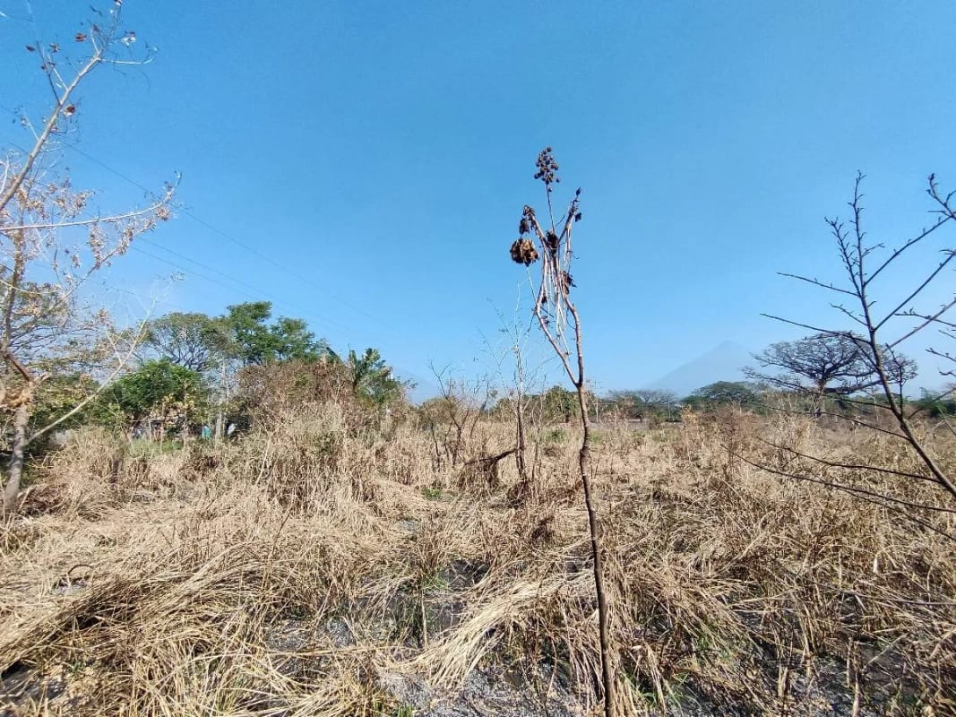 Alquilo terreno en Escuinta de 2.5 manzanas, muy cerca de Prados de la Costa Sur — Terreno en Alquiler en Costa Sur, Escuintla — foto 8 de 12