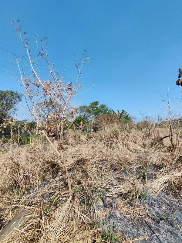 Alquilo terreno en Escuinta de 2.5 manzanas, muy cerca de Prados de la Costa Sur — Terreno en Alquiler en Costa Sur, Escuintla — foto 4 de 12