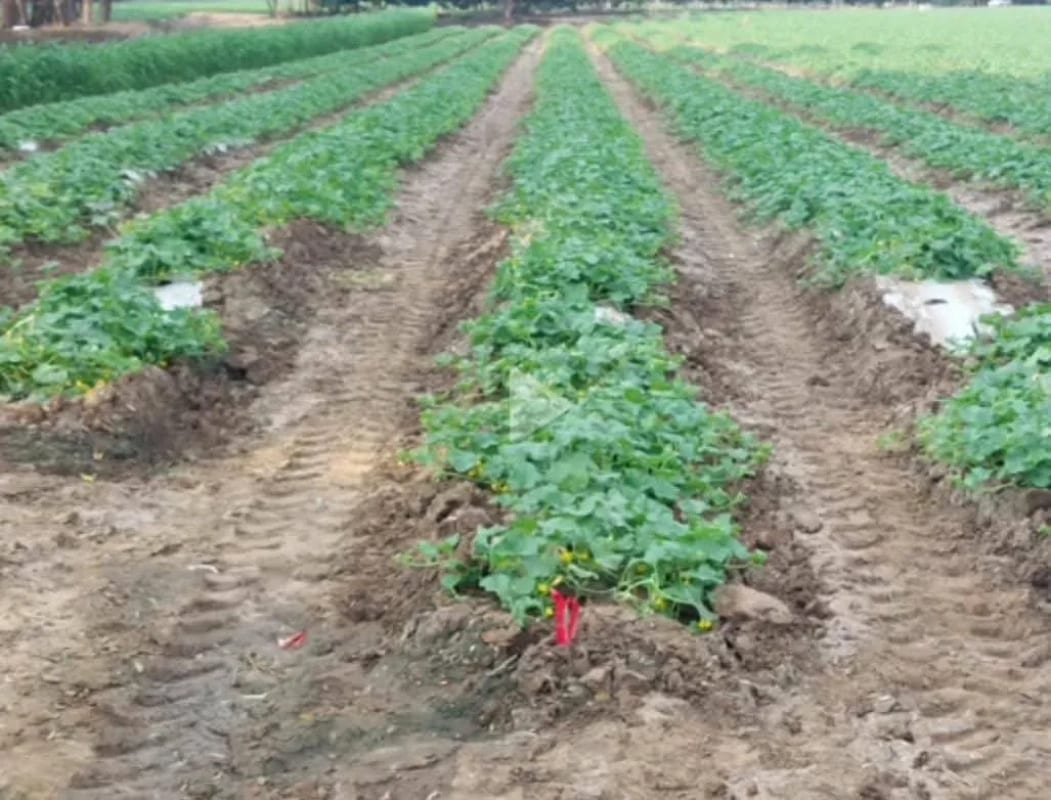 Se vende finca de 26.7 manzanas en El Progreso, Guastatoya — Finca en Venta en El Jícaro, El Progreso — foto 9 de 9