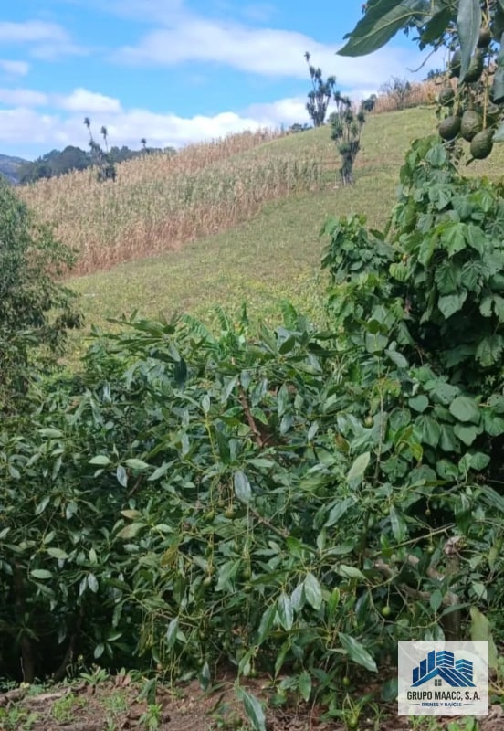 VENTA 2 FINCAS AGUACATE HASS EN PRODUCCIÓN - 4
