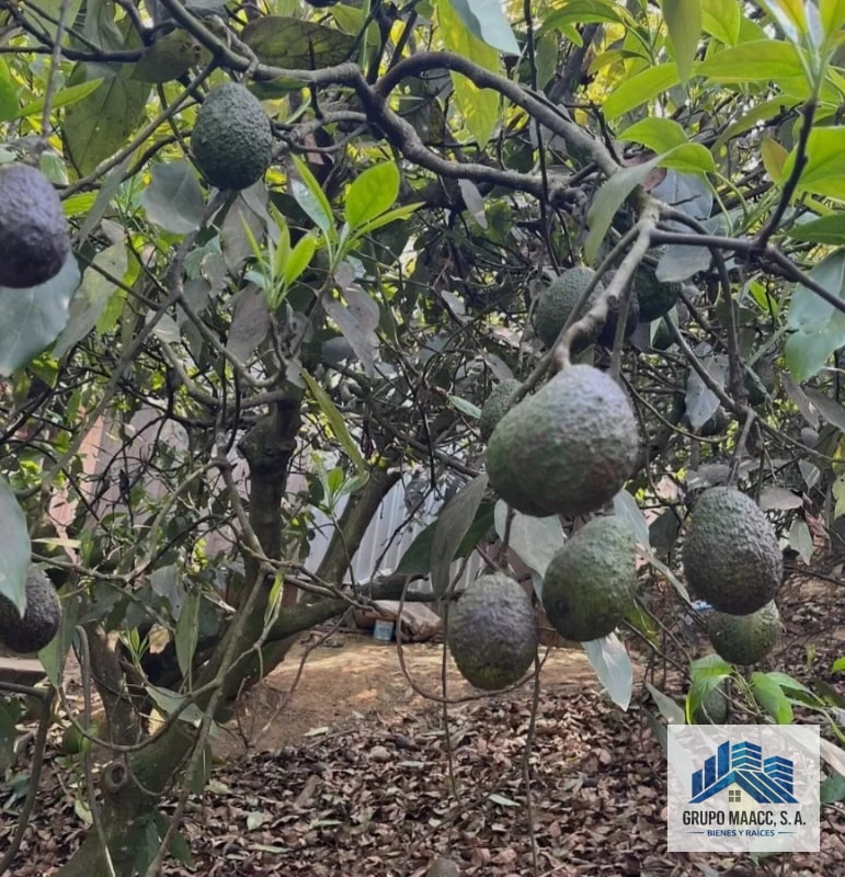 VENTA 2 FINCAS AGUACATE HASS EN PRODUCCIÓN - 2