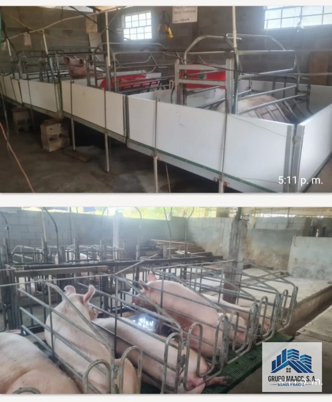 VENTA GRANJA PORCINA EN FUNCIONAMIENTO - 9