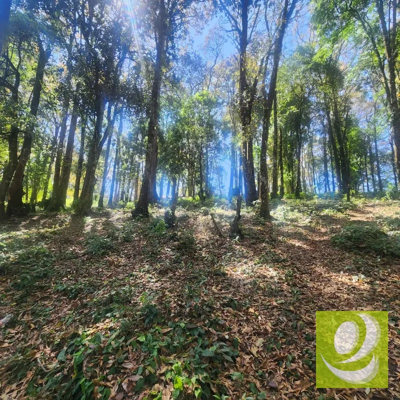 Terreno en Venta Bosque Vivo - 6