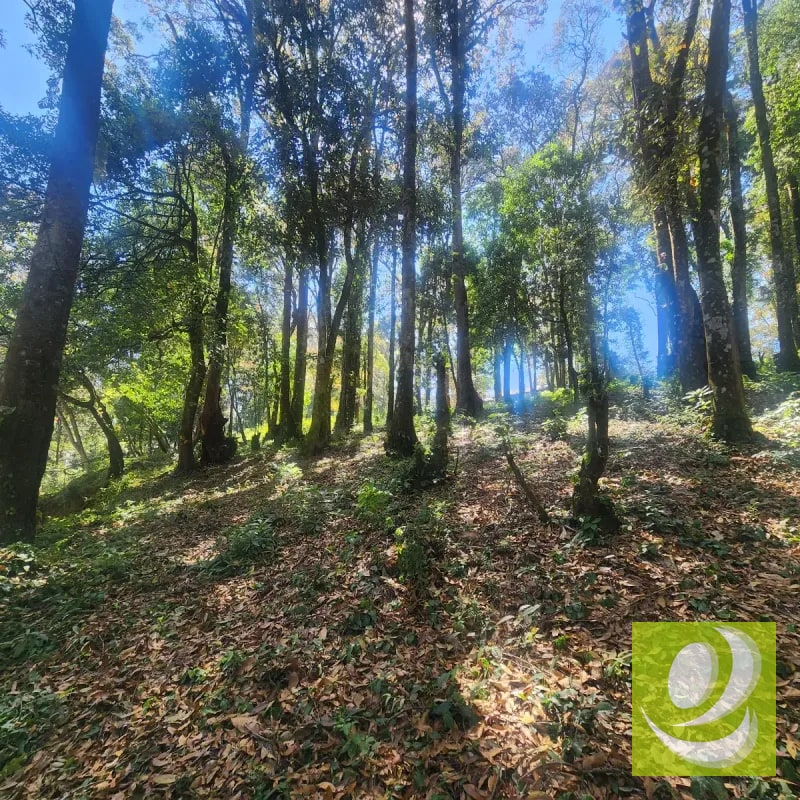 Terreno en Venta Bosque Vivo - 4